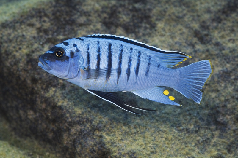 Maylandia fainzilberi 'Londo Bay'